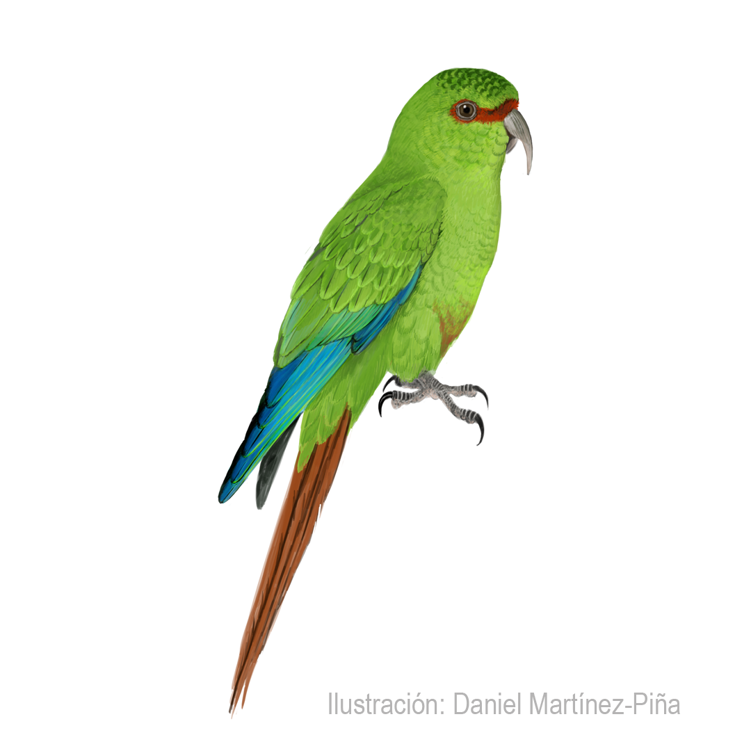ENICOGNATHUS-LEPTORHYNCHUS_dm