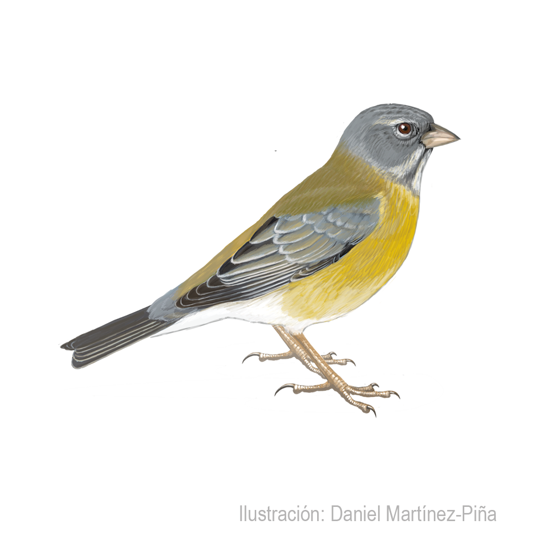 PHRYGILUS-GAYI-H_dm
