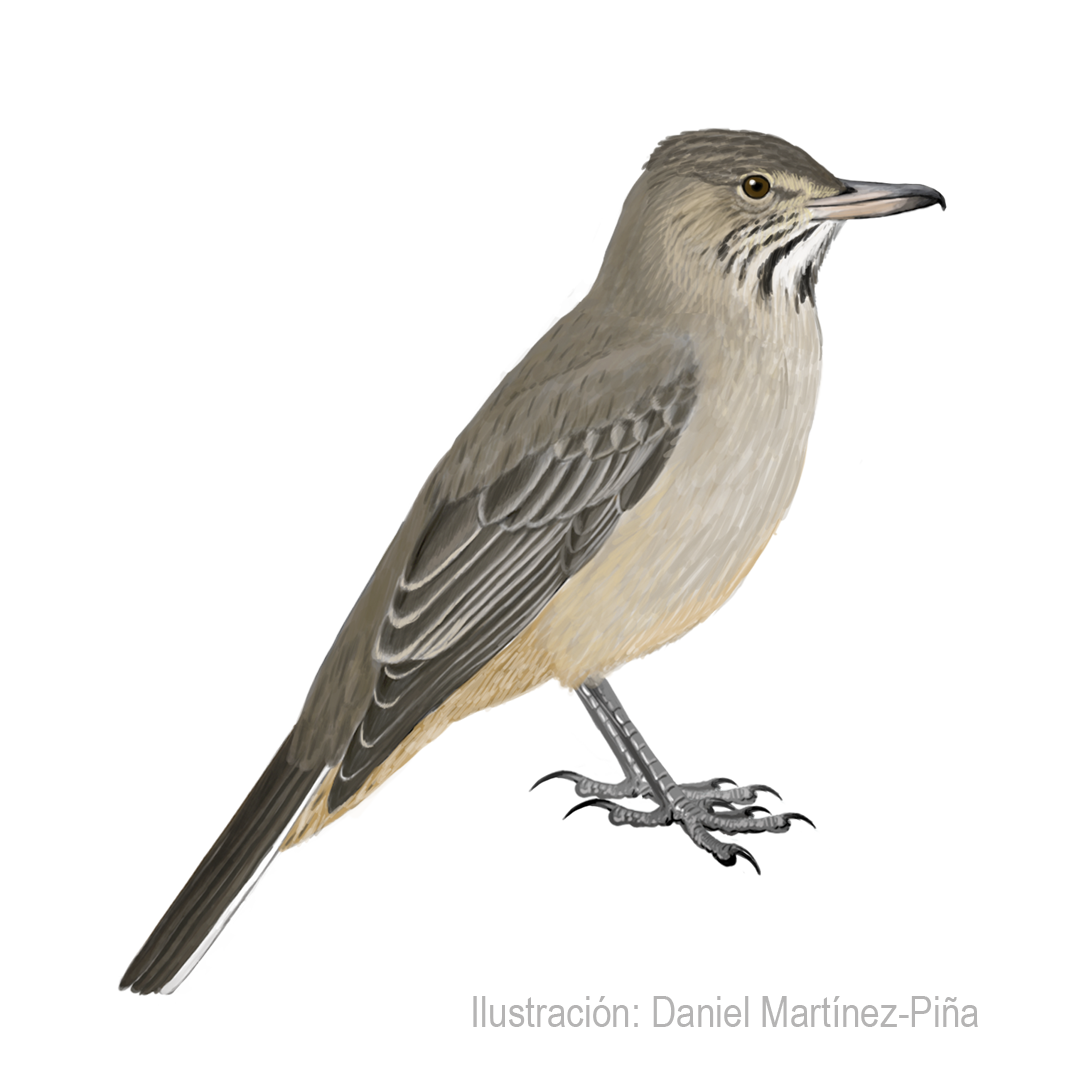 AGRIORNIS-LIVIDUS_dm