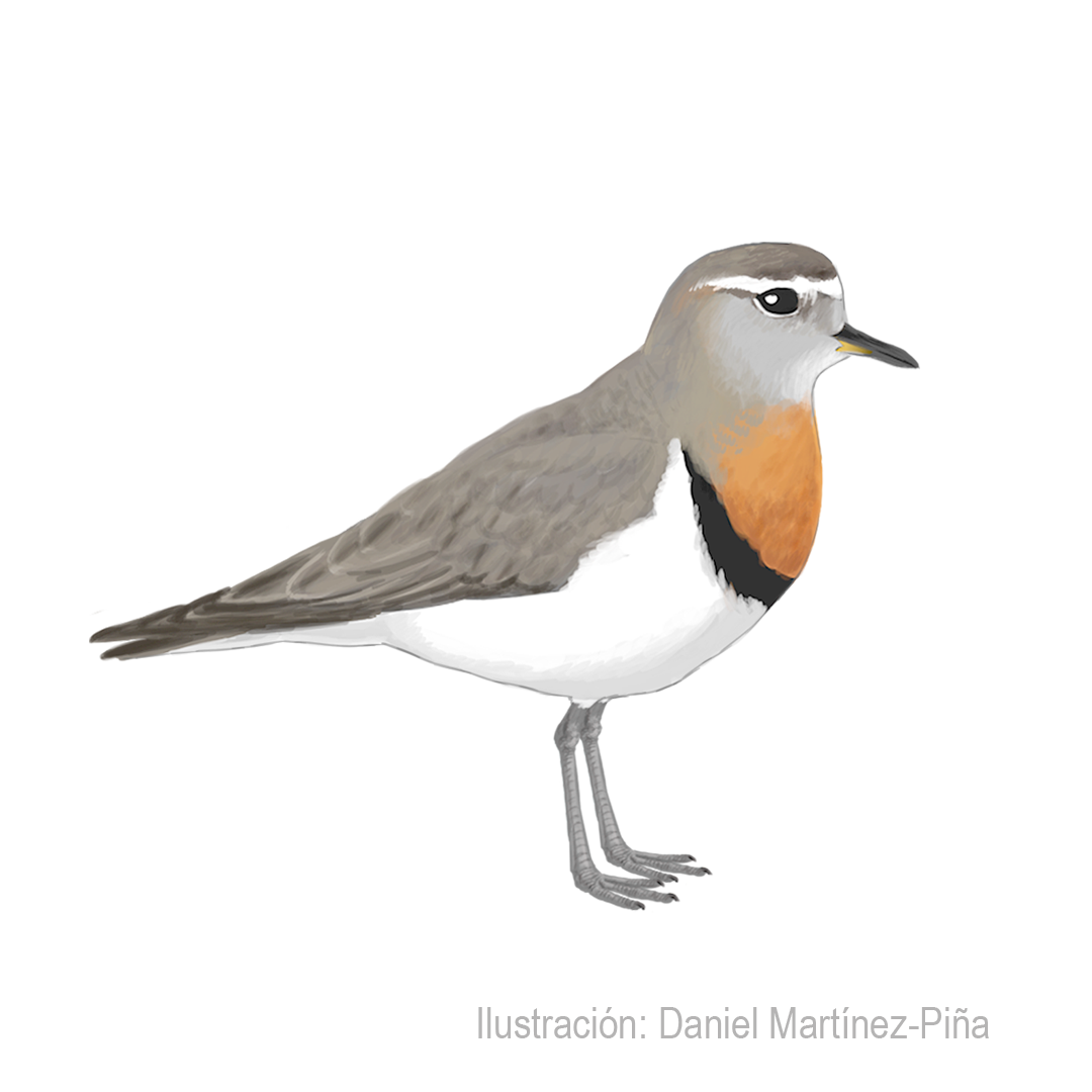 CHARADRIUS-MODESTUS_dm