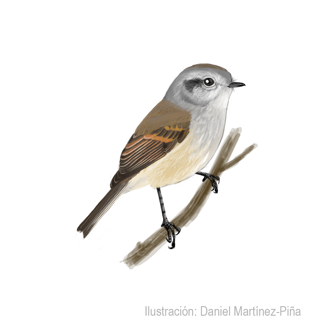 COLORHAMPHUS-PARVIROSTRIS_dm