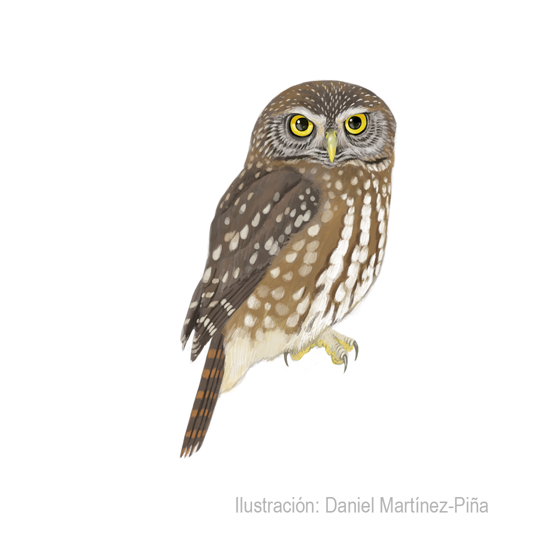GLAUCIDIUM-NANA_dm