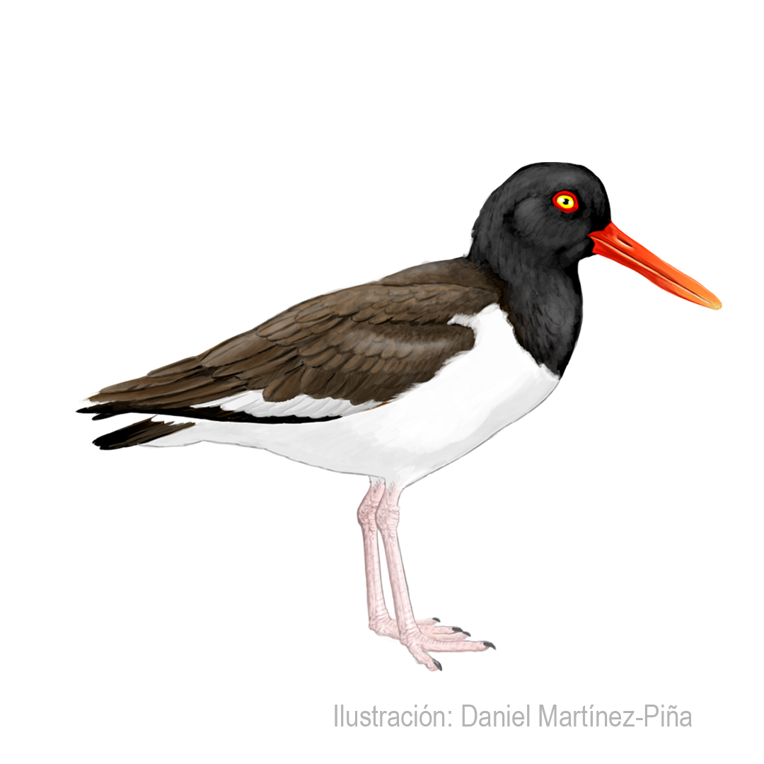 HAEMATOPUS-PALLIATUS_dm
