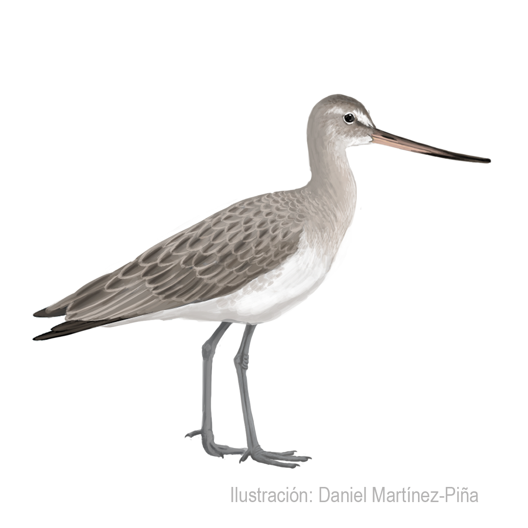 LIMOSA-HAEMASTICA_dm