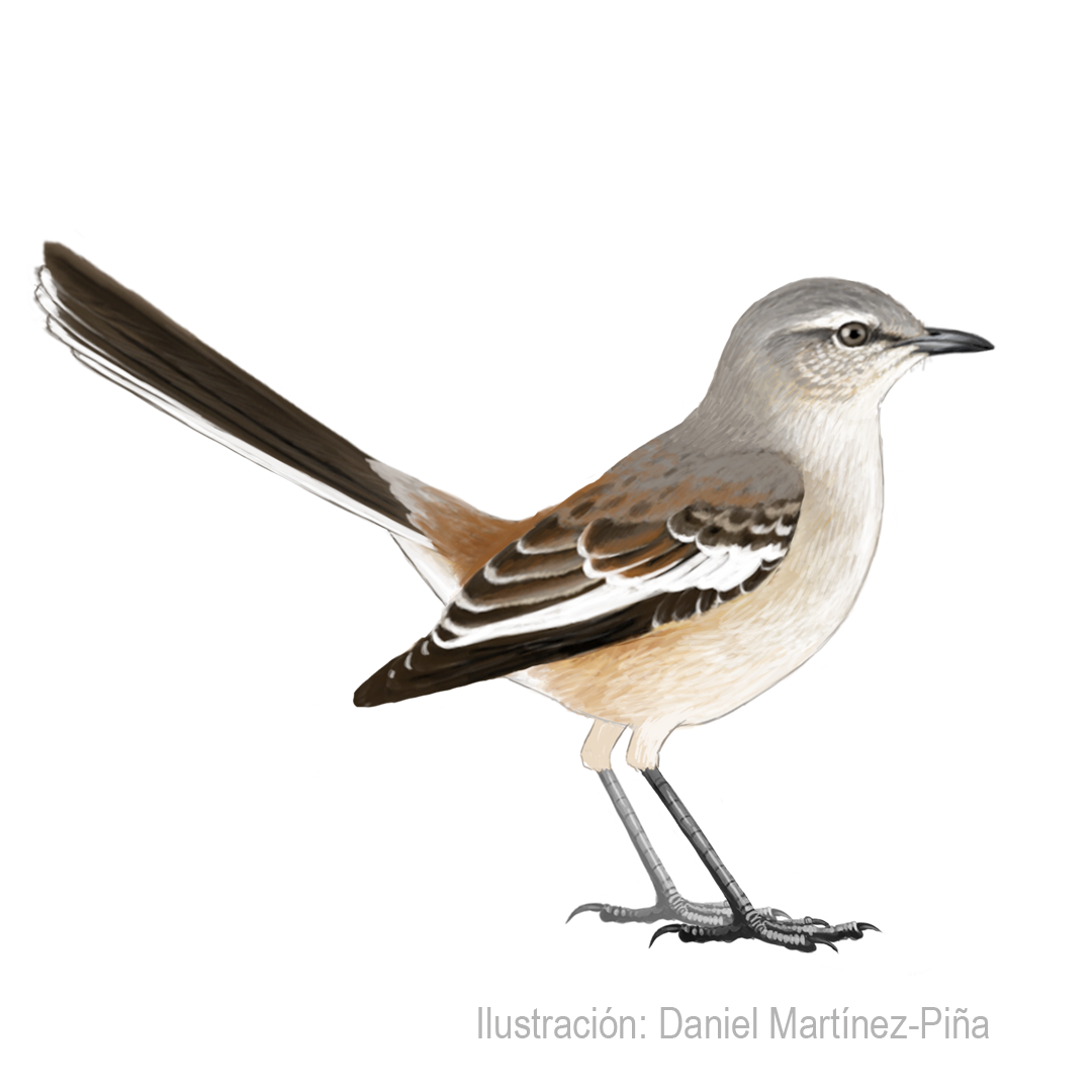 MIMUS-TRIURUS_dm
