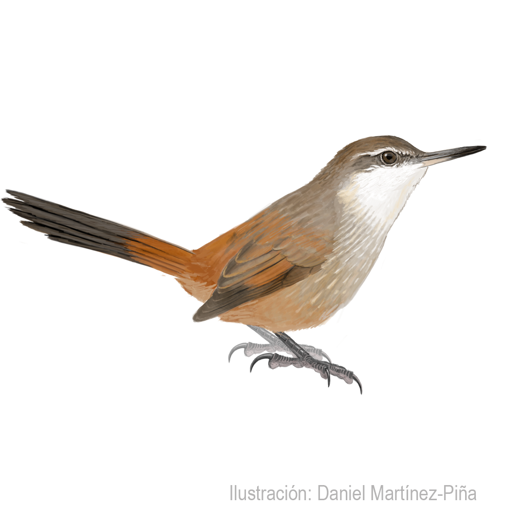 OCHETORHYNCHUS-MELANURUS_dm