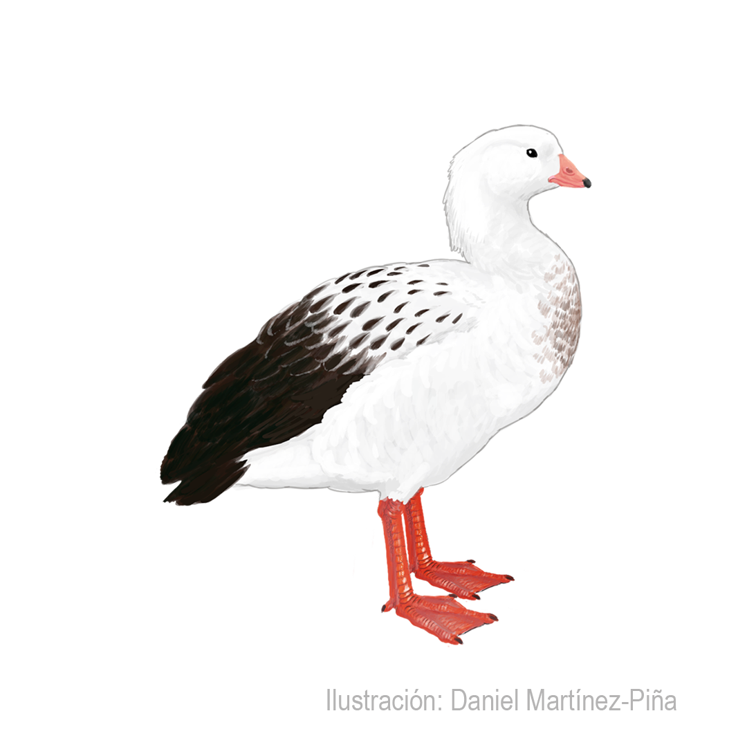 ORESSOCHEN-MELANOPTERUS_dm