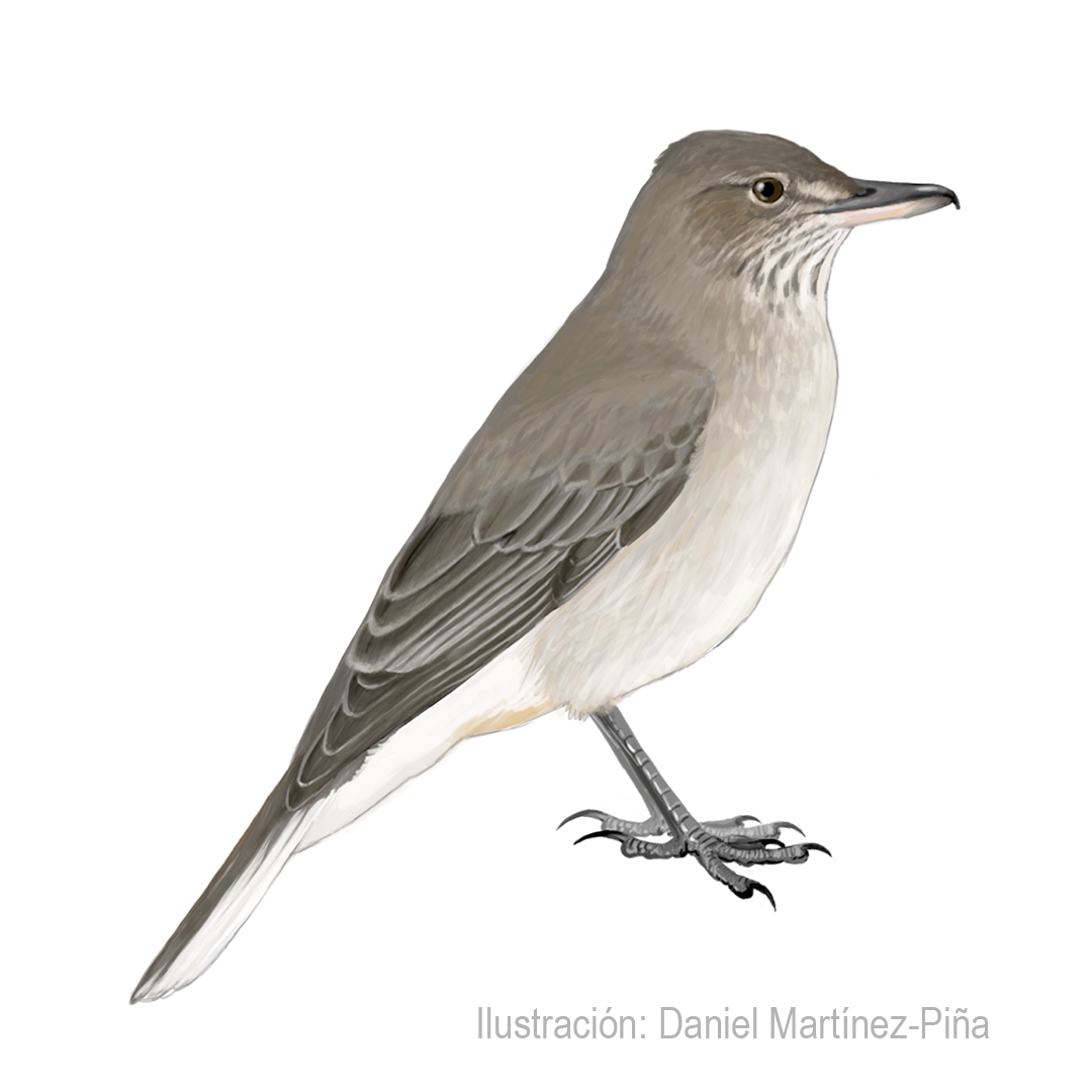 AGRIORNIS-ALBICAUDA_dm