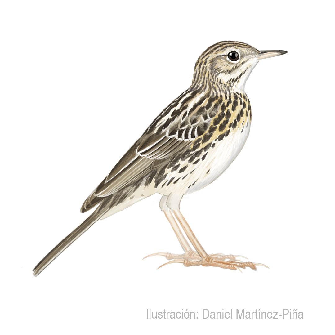 ANTHUS-PERUVIANUS_dm