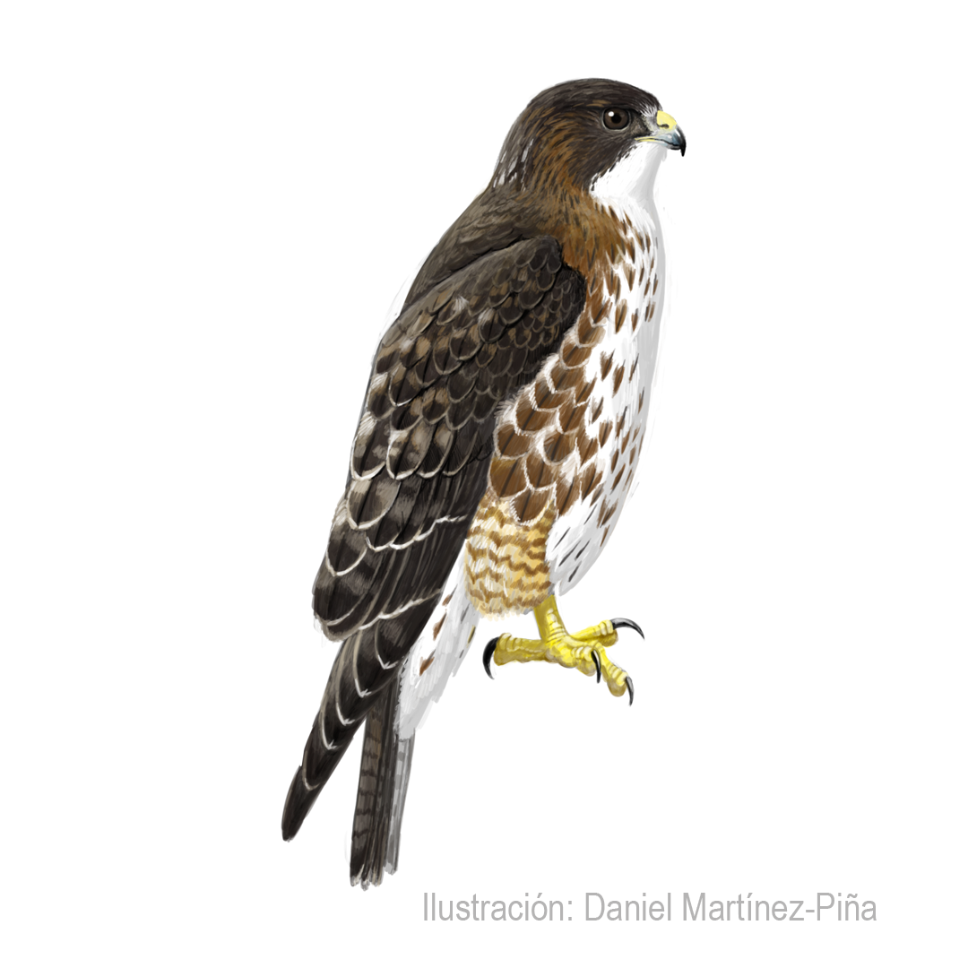 BUTEO-ALBIGULA_dm