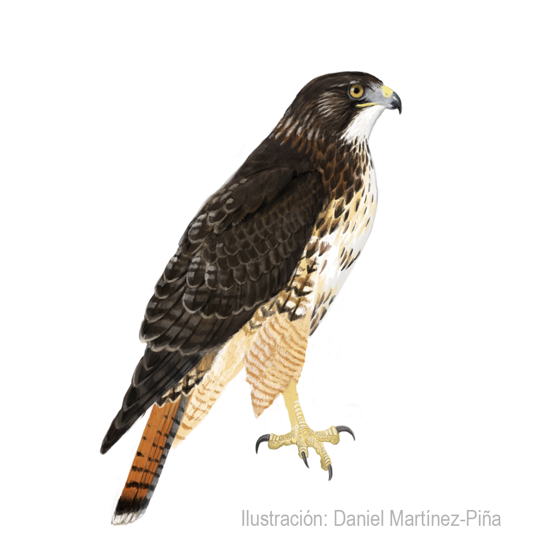 BUTEO-VENTRALIS_dm