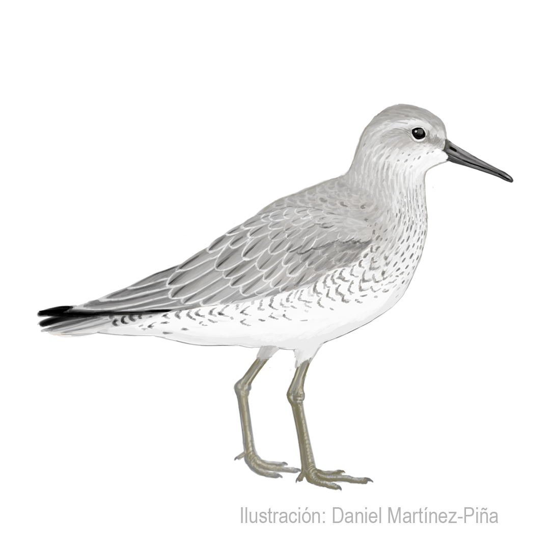 CALIDRIS-CANUTUS_dm