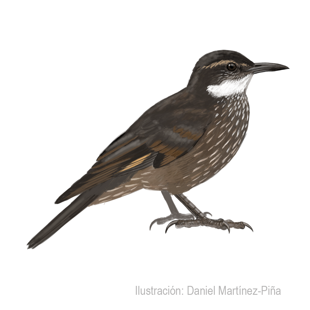 CINCLODES-NIGROFUMOSUS_dm