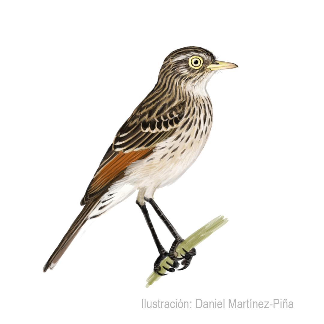 HYMENOPS-PERSPICILLATUS-H_dm