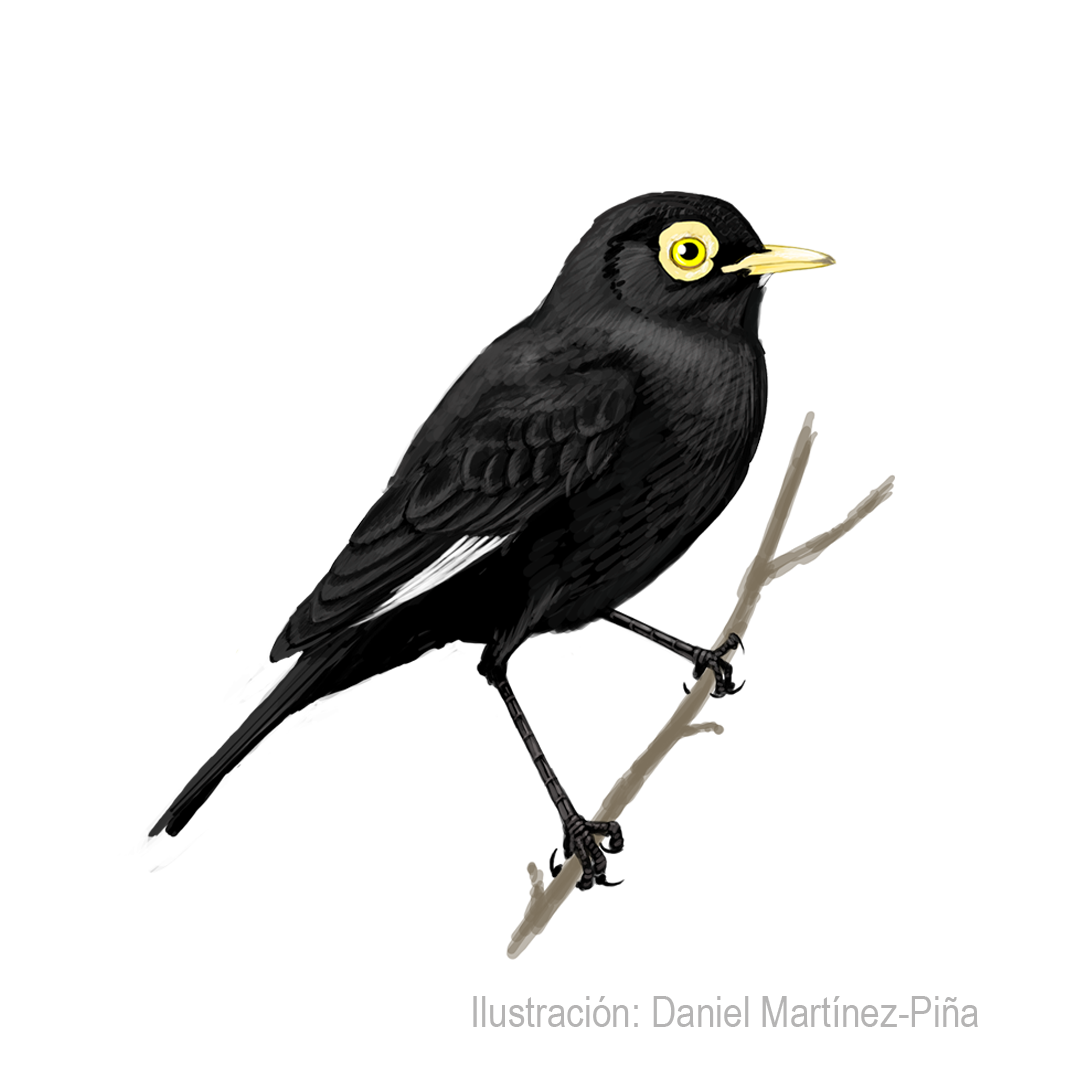 HYMENOPS-PERSPICILLATUS-M_dm