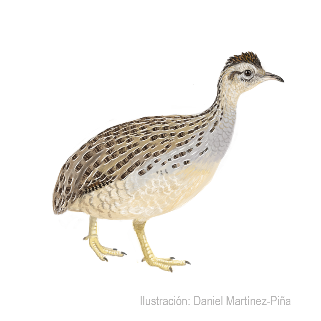 NOTHOPROCTA-PERDICARIA_dm