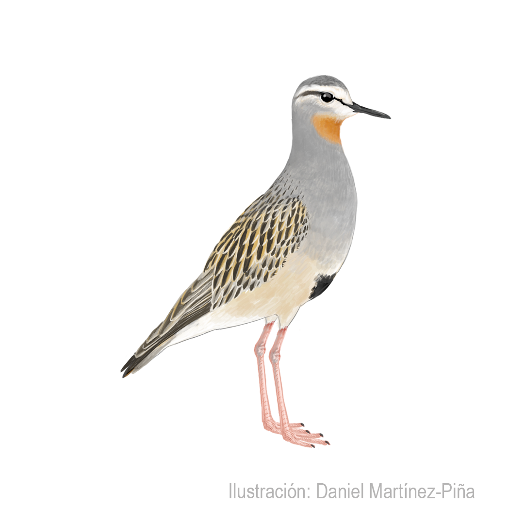 OREOPHOLUS-RUFICOLLIS