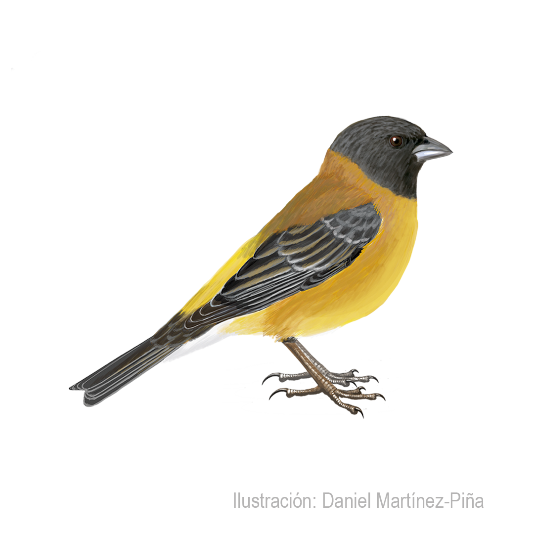 PHRYGILUS-ATRICEPS-H_dm