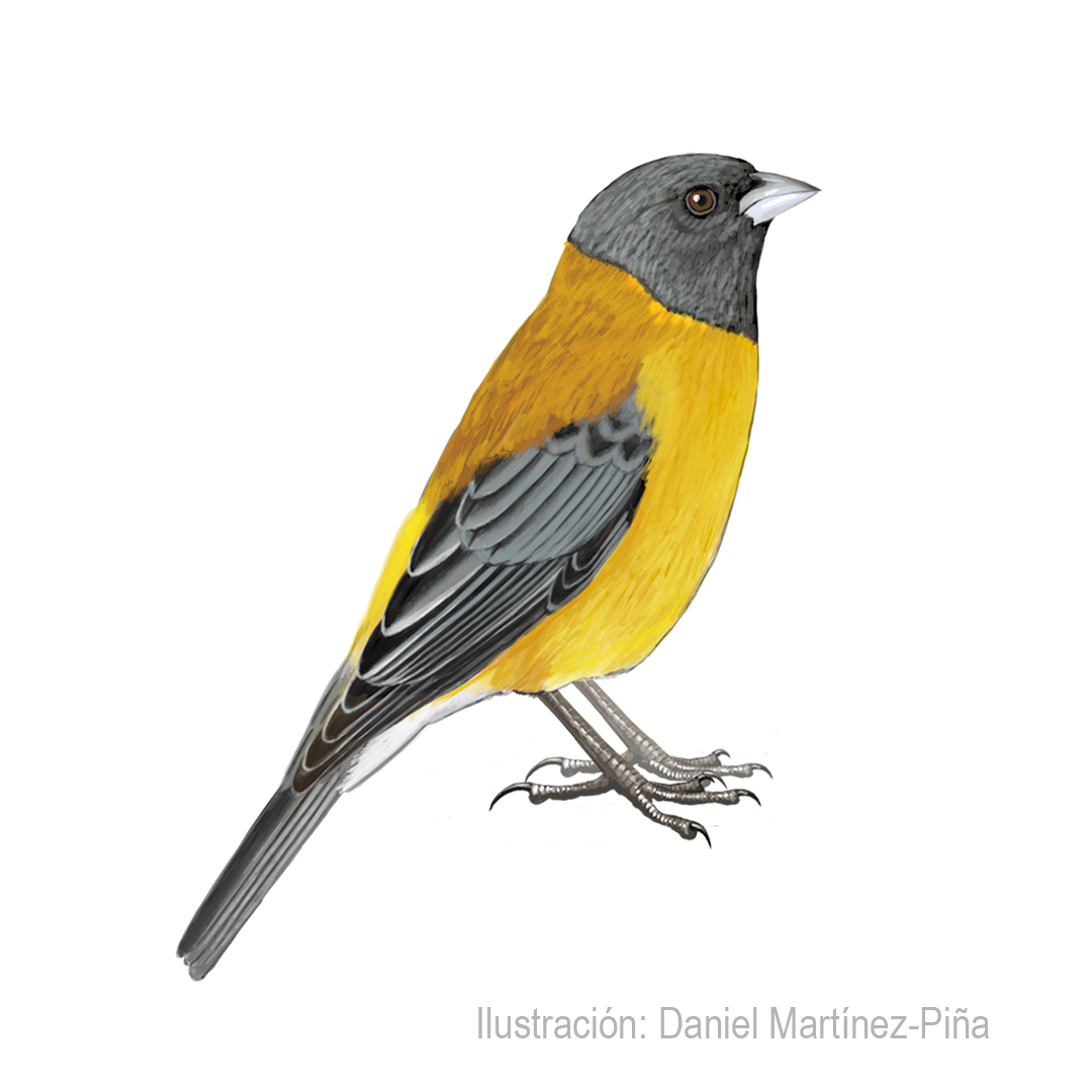 PHRYGILUS-ATRICEPS-M_dm