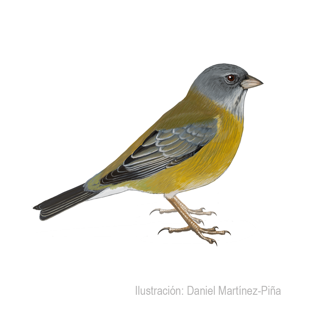 PHRYGILUS-PATAGONICUS-H_dm