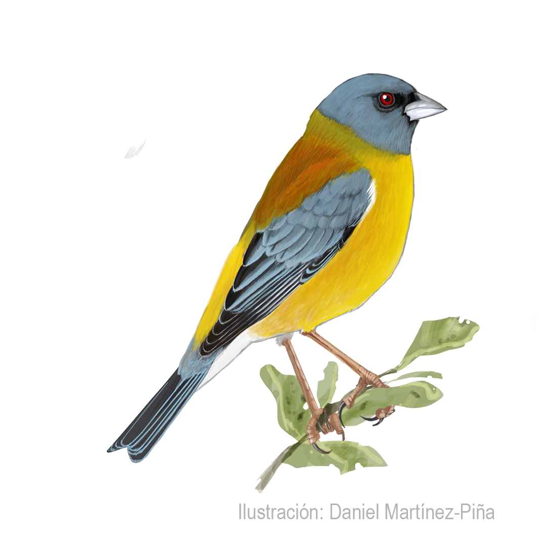 PHRYGILUS-PATAGONICUS-M_dm
