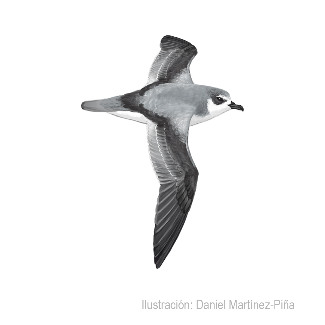 PTERODROMA-DEFILIPPIANA_dm