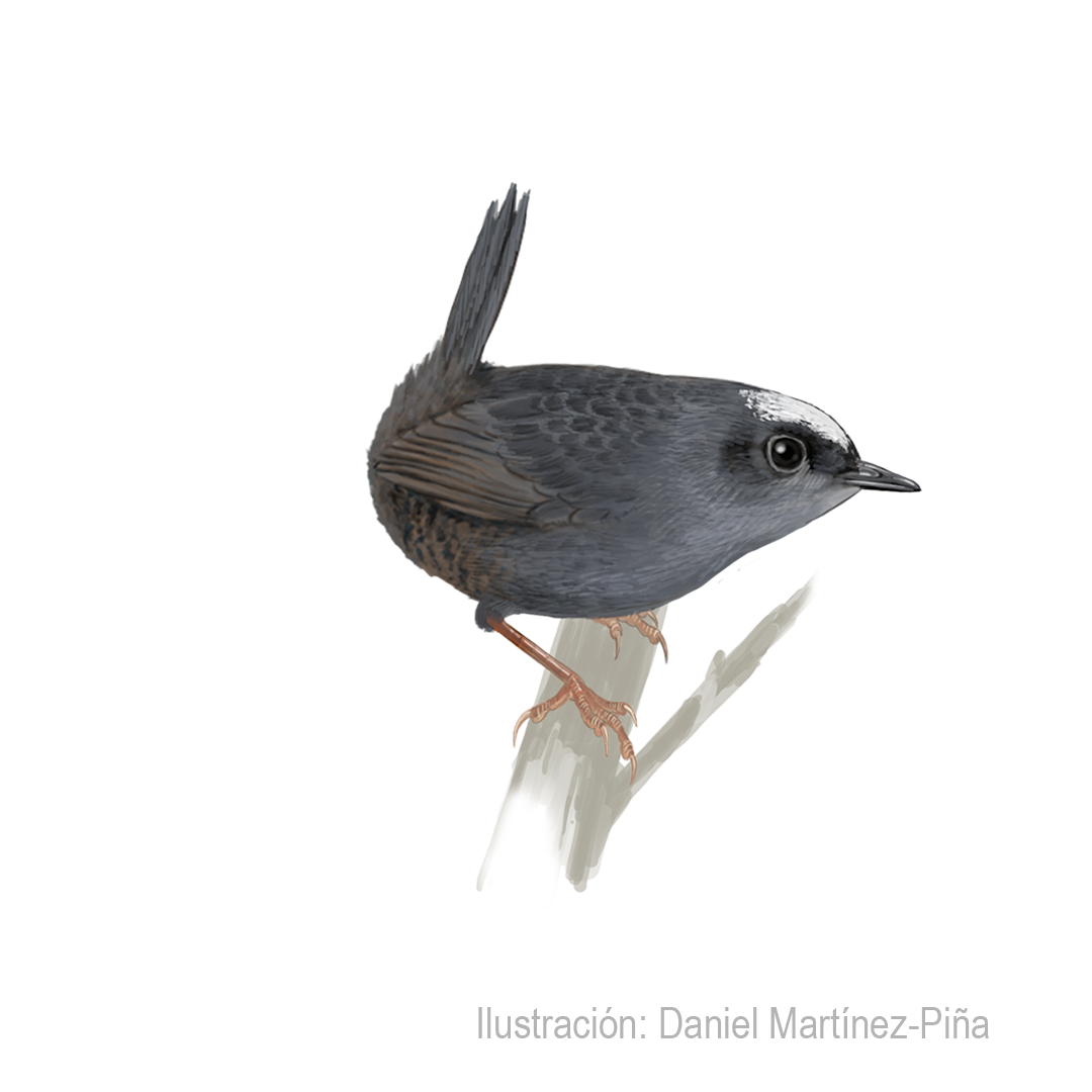 SCYTALOPUS-MAGELLANICUS