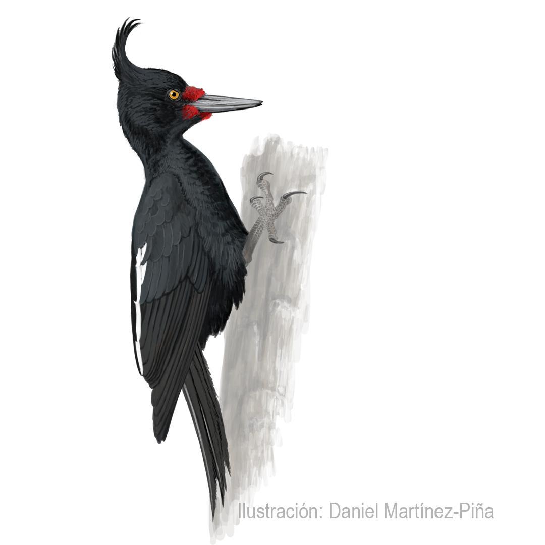 CAMPEPHILIUS-MAGELLANICUS-H_dm