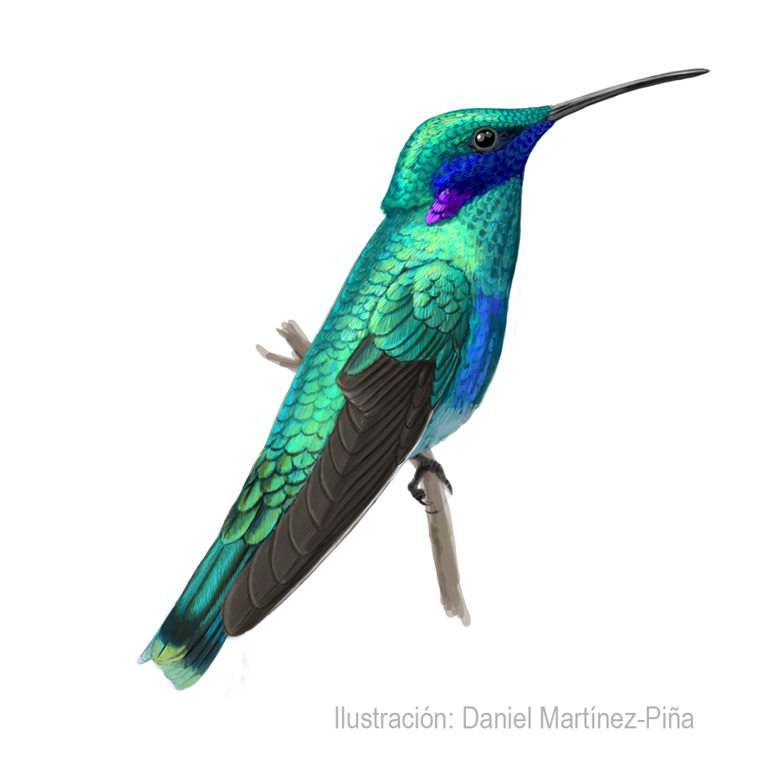 COLIBRI-CORUSCANS_dm