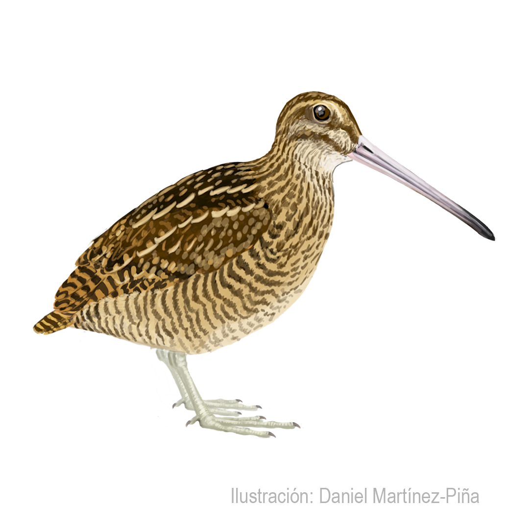 GALLINAGO-STRICKLANDII_dm