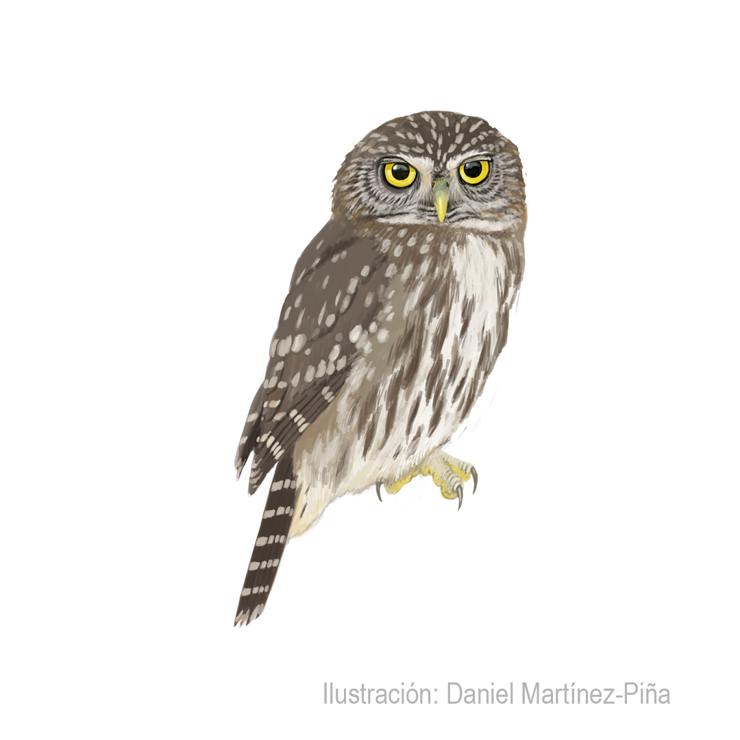 GLAUCIDIUM-PERUANUM