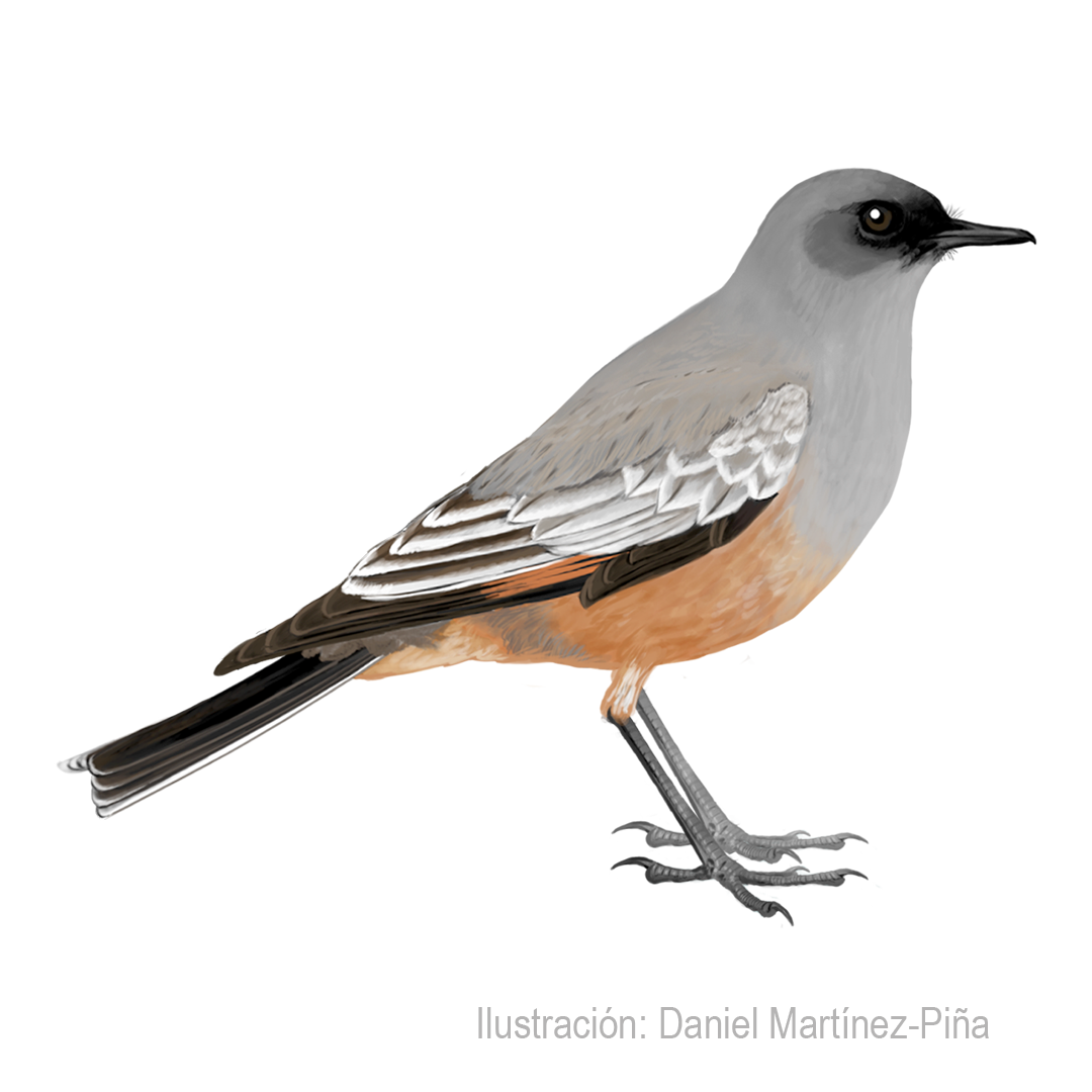 NEOXOLMIS-RUFIVENTRIS_dm