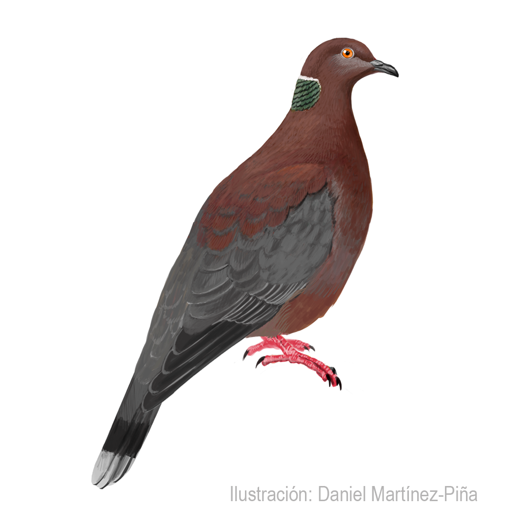 PATAGIOENAS-ARAUCANA_dm