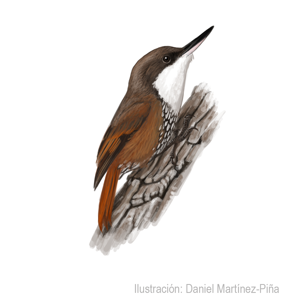 PYGARRHICHAS-ALBOGULARIS_dm