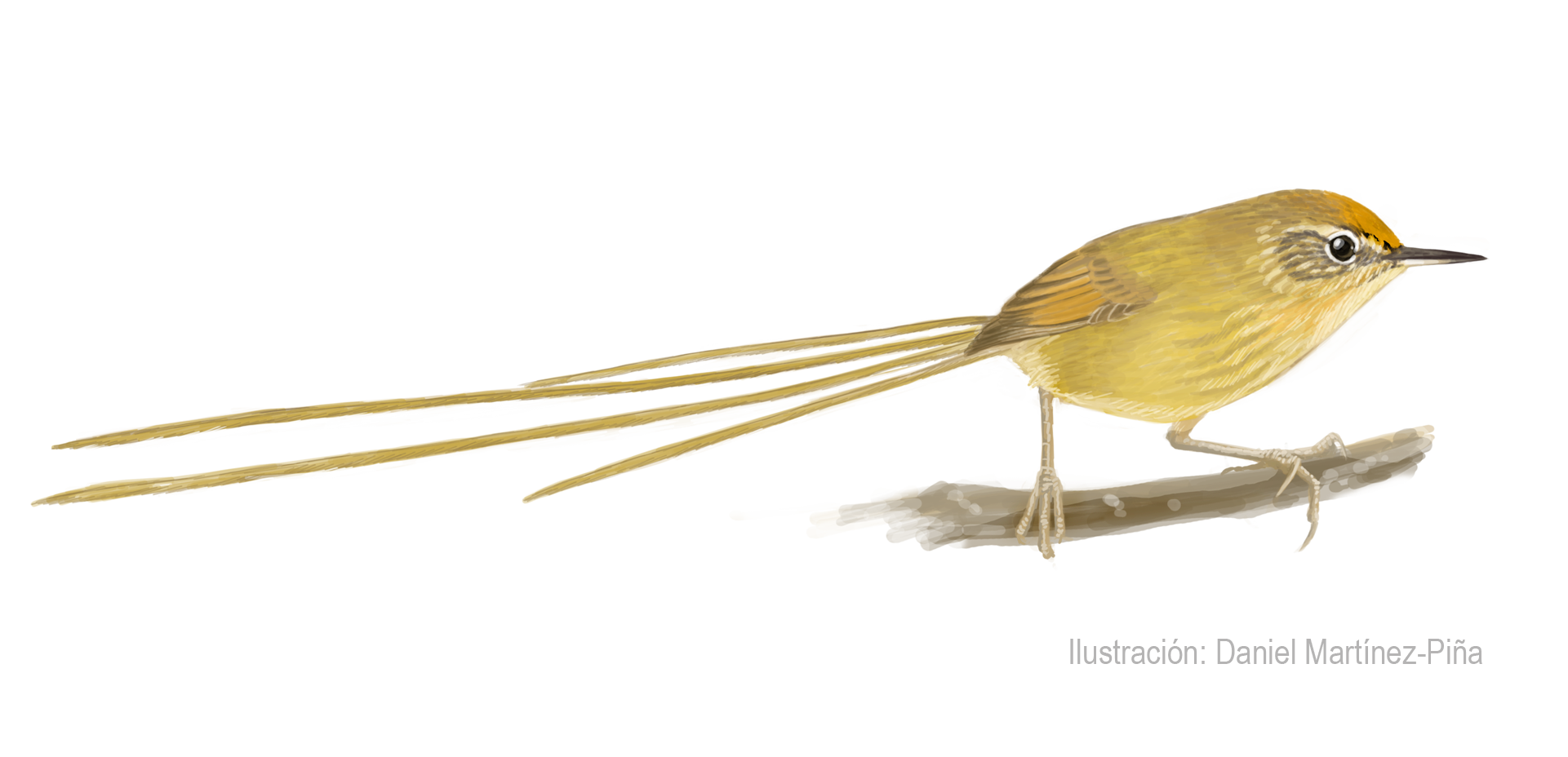 SYLVIORTHORHYNCHUS-DESMURSI_dm
