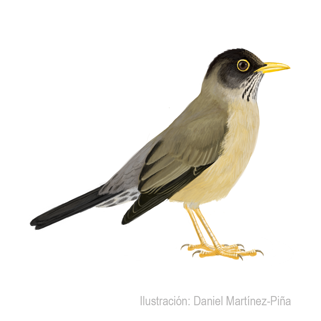 TURDUS-FALCKLANDII_dm
