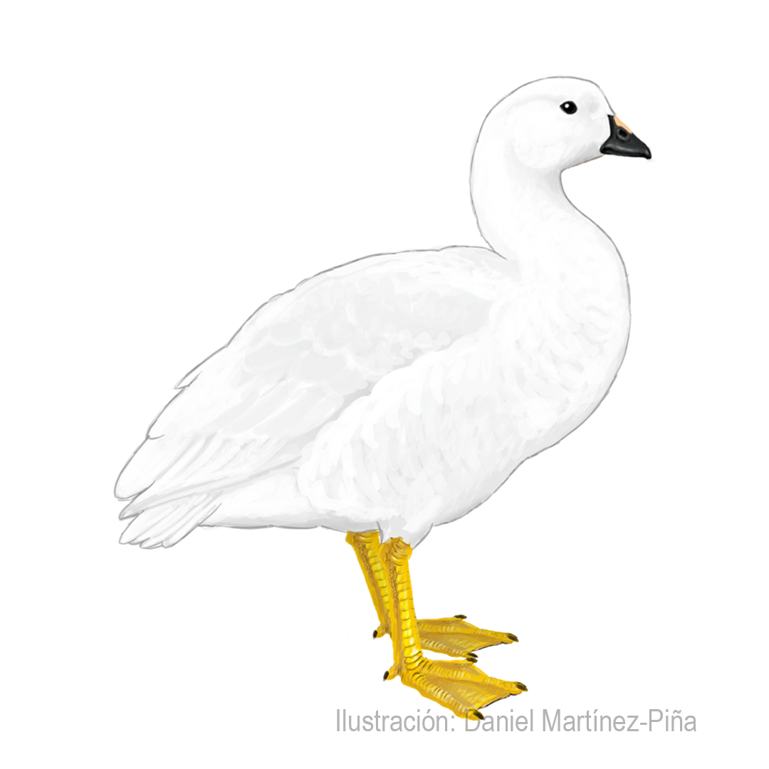 CHLOEPHAGA-HYBRIDA-M