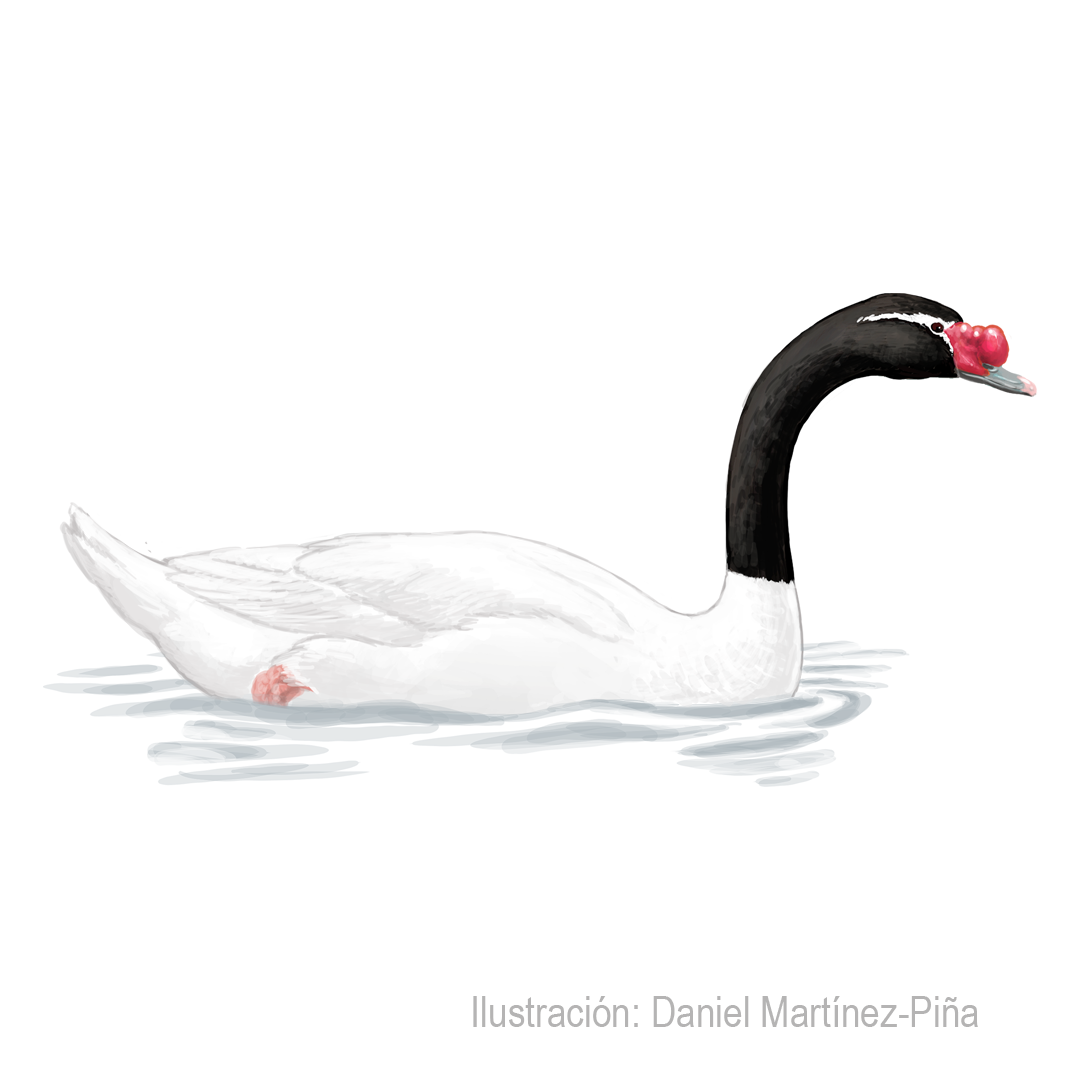 CYGNUS-MALANOCORYPHUS-2
