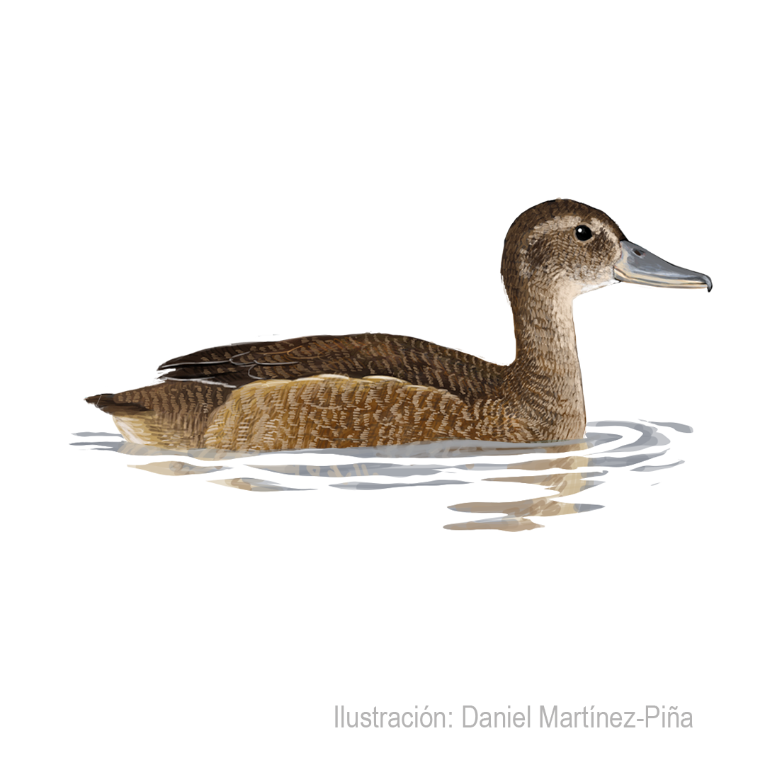 HETERONETTA-ATRICAPILLA-H