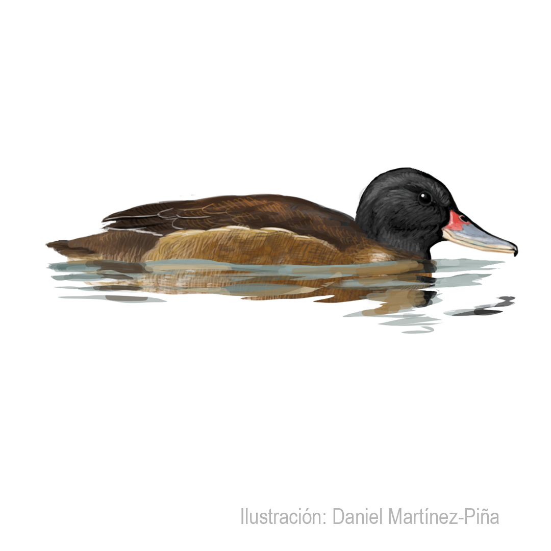 HETERONETTA-ATRICAPILLA-M