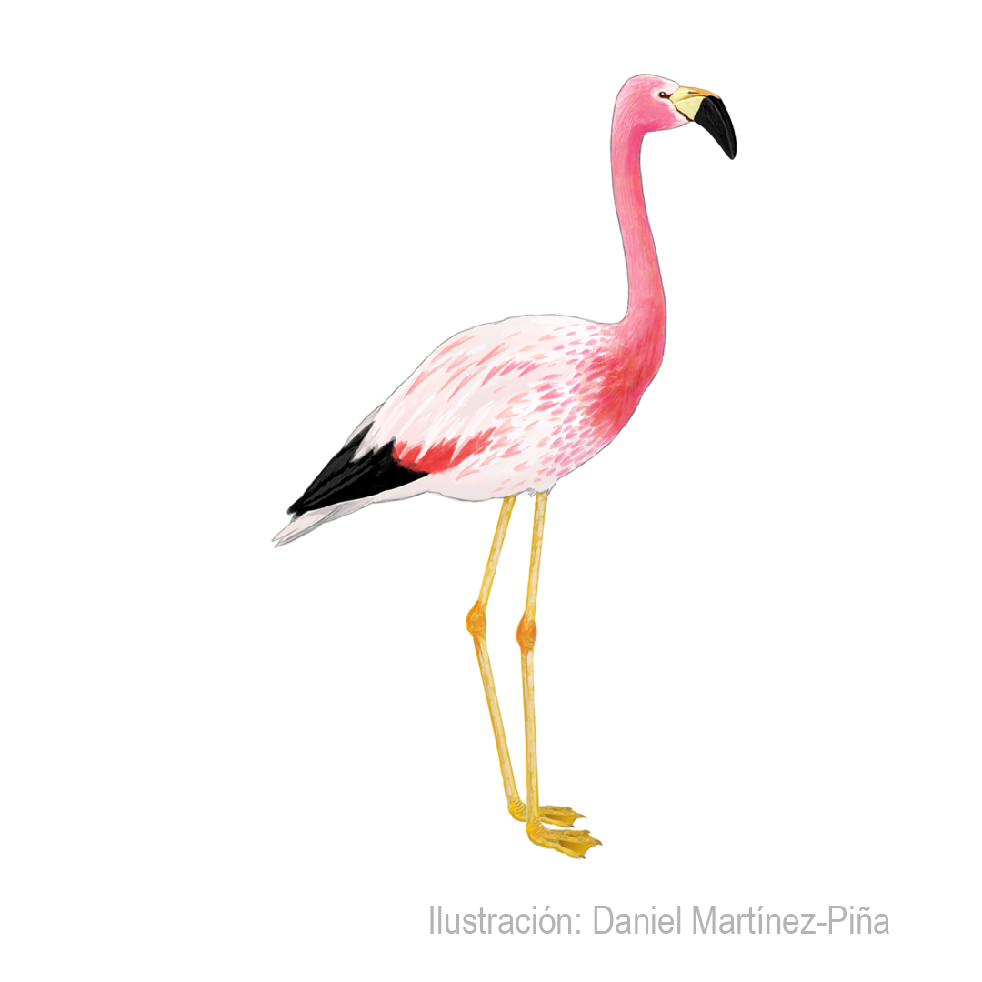 PHOENICOPARRUS-ANDINUS