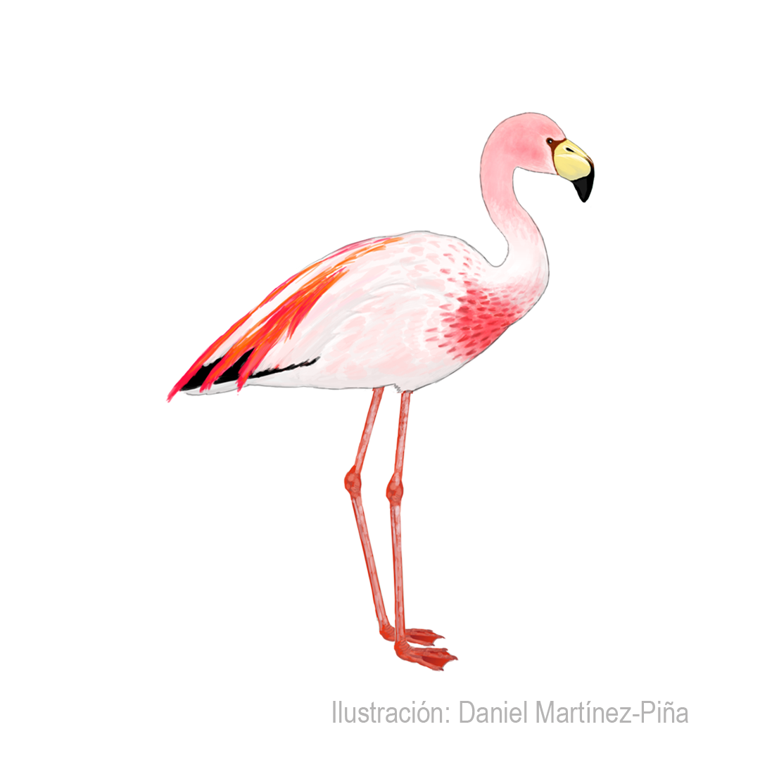 PHOENICOPARRUS-JAMESI
