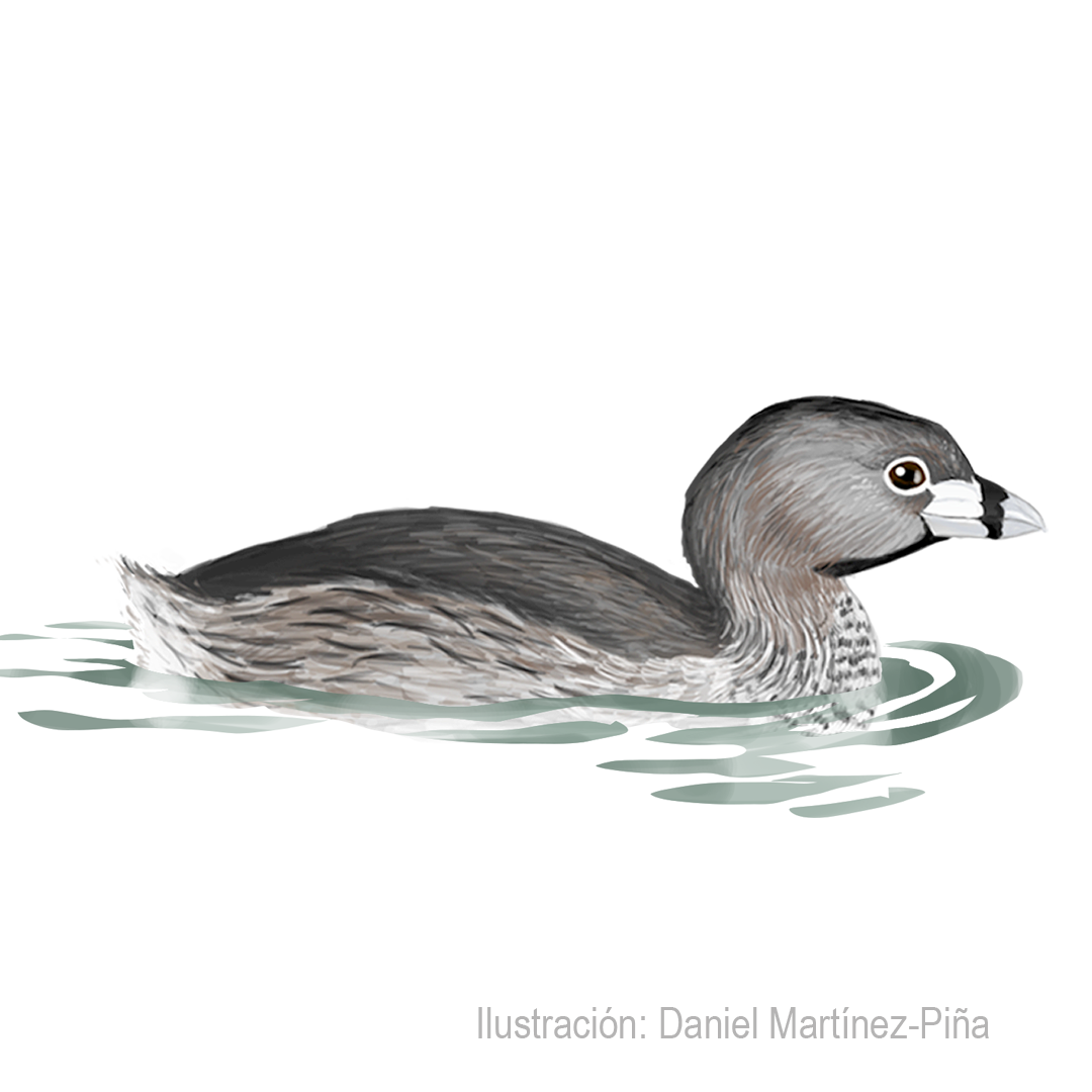 PODILYMBUS-PODICEPS