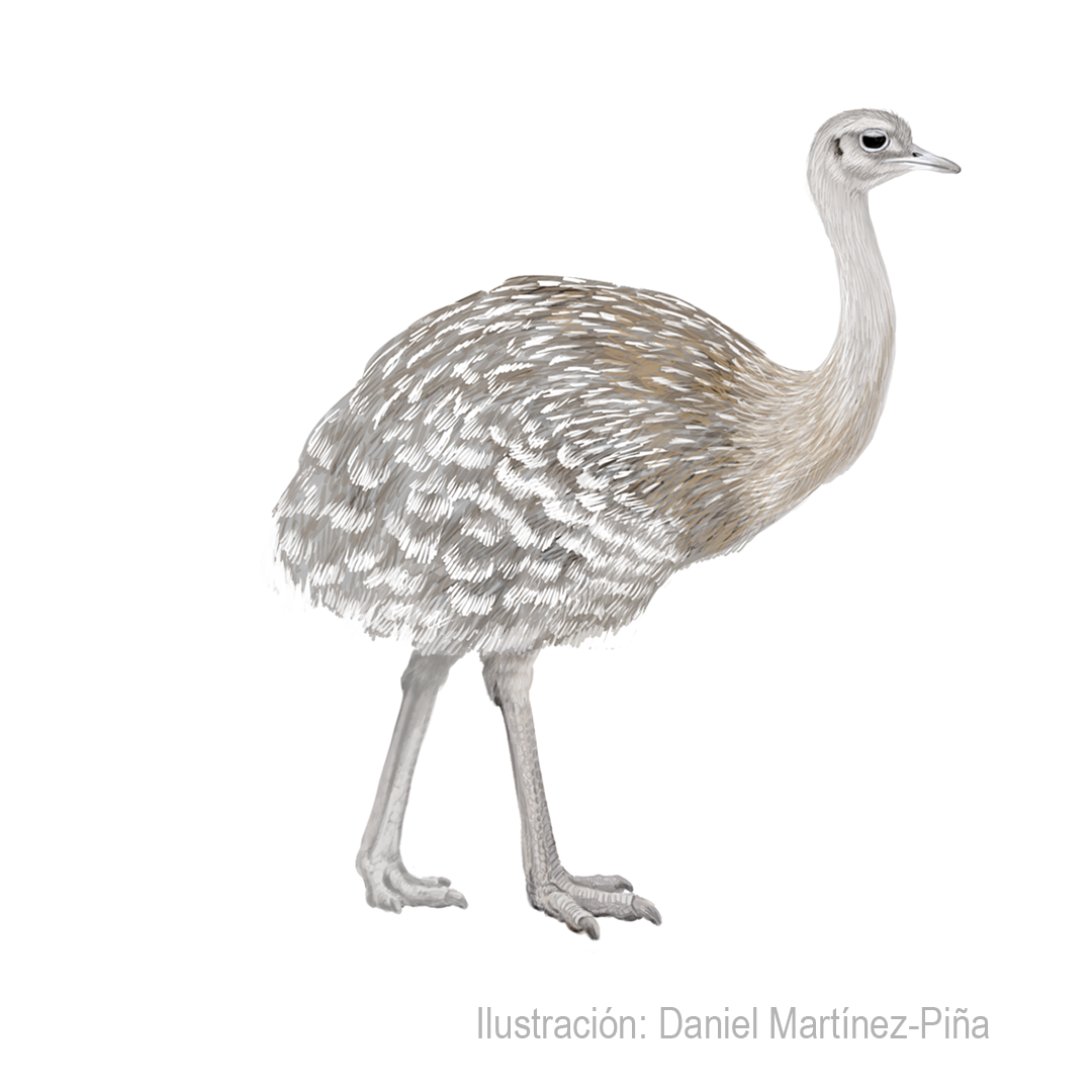 RHEA-PENNATA