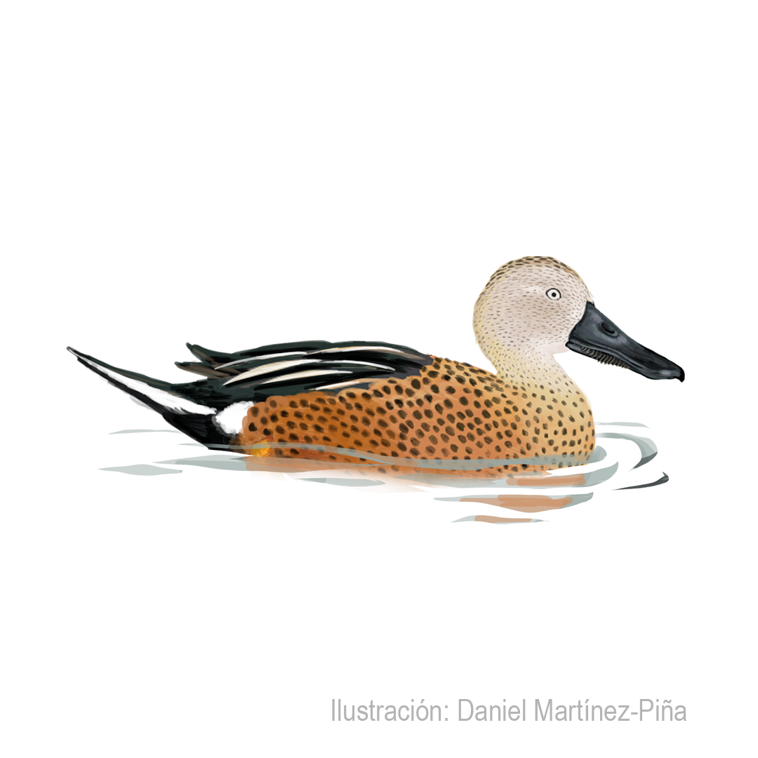 SPATULA-PLATALEA-M
