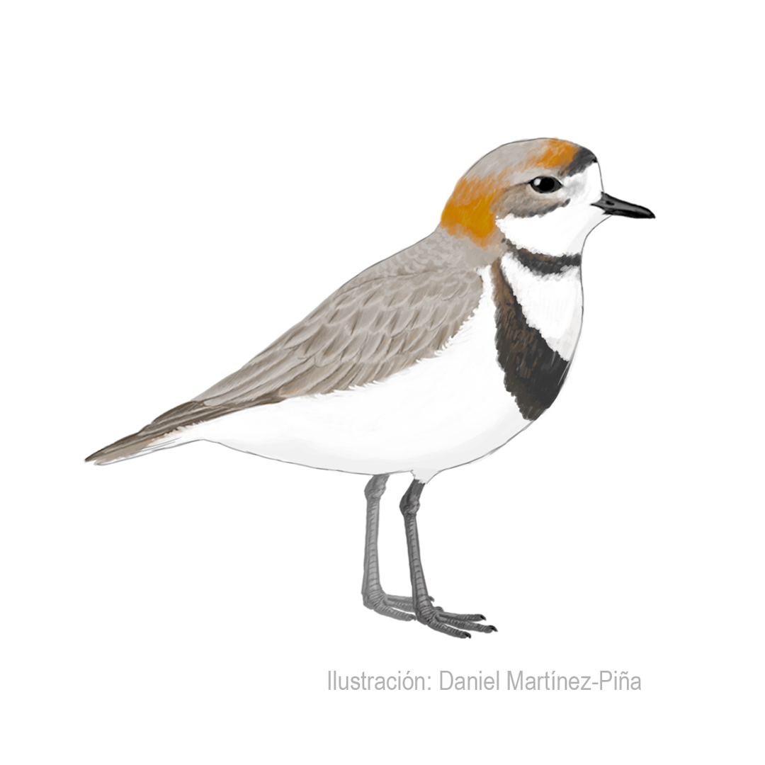 CHARADRIUS-FALKLANDICUS (1)