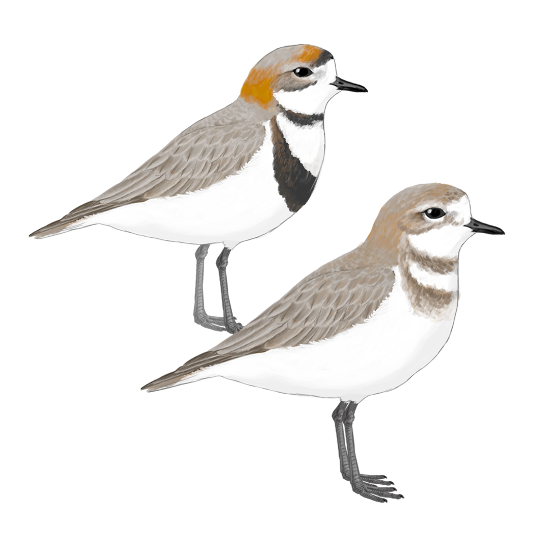 CHARADRIUS-FALKLANDICUS