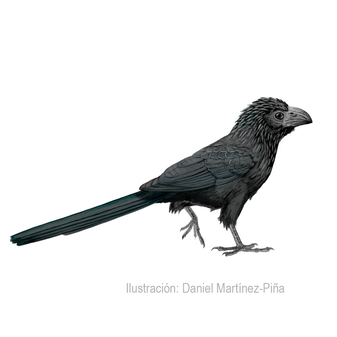 CROTOPHAGA-SULCIROSTRIS
