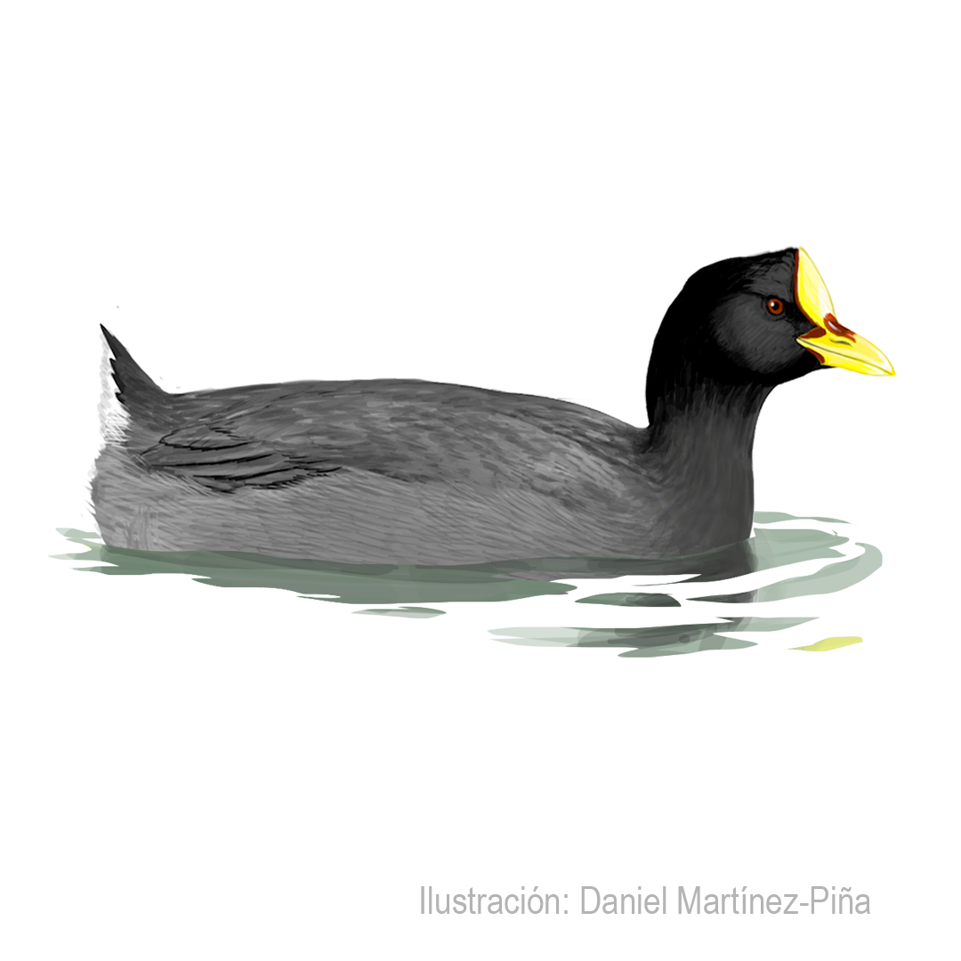 FULICA-ARMILLATA