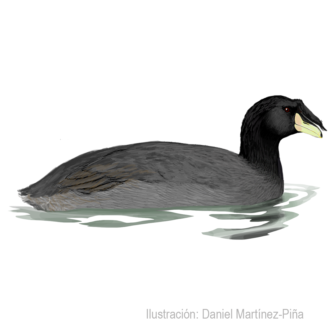 FULICA-CORNUTA (1)